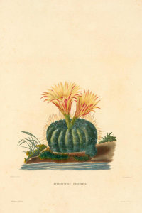 Charles Antoine Lemaire - Echinocactus concinnus, ca. 1841-50