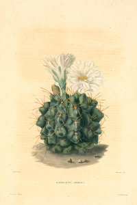Charles Antoine Lemaire - Echinocactus gibbosus, ca. 1841-50