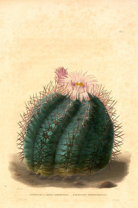 Charles Antoine Lemaire - Echinocactus horizonthalonius, ca. 1841-50