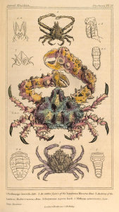 Pierre André Latreille - Crustacea, Plate 23, 1816