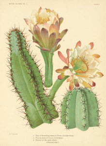 Nathaniel Lord Britton - Cereus alacriportanus and C. peruvianus, 1919