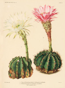 Nathaniel Lord Britton - Echinopsis turbinata and E. multiplex, 1919