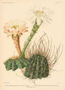 Nathaniel Lord Britton - Echinopsis silvestrii and E. leucantha, 1919