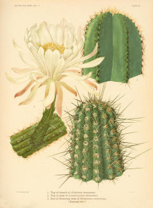 Nathaniel Lord Britton - Eulychnia, Lemaireocereus, and Nyctocereus, 1919