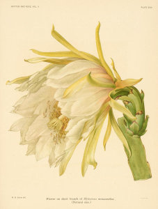 Nathaniel Lord Britton - Hylocereus monacanthus, 1919