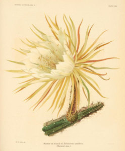 Nathaniel Lord Britton - Selenicereus coniflorus, 1919