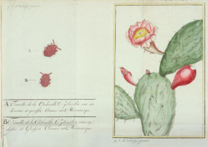 G.S. de la Haye - Cochineal insect and Cochineal Nopal Cactus, 1787