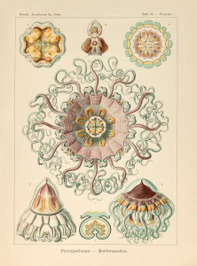 Ernst Haeckel - Periphylla, 1904