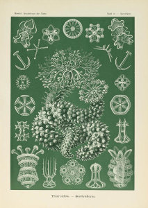 Ernst Haeckel - Sporadipus, 1904