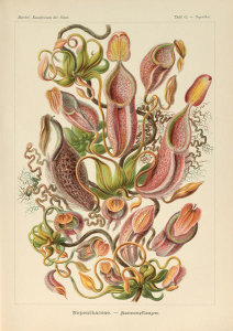 Ernst Haeckel - Nepenthes, 1904