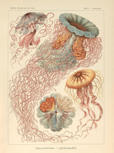 Ernst Haeckel - Desmonema, 1904