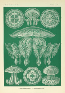 Ernst Haeckel - Pilema, 1904