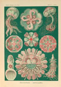 Ernst Haeckel - Aurelia, 1904