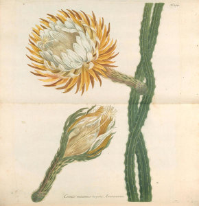 Johann Wilhelm Weinmann (author) - Cereus minimus serpens Americanus (Phytanthoza Iconographia, plate 354), 1737-1745