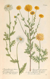 Johann Wilhelm Weinmann (author) - Chrysanthemum (Phytanthoza Iconographia, plate 378), 1737-1745