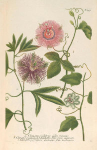 Johann Wilhelm Weinmann (author) - Clematis passiflorae, C. passionalis (Phytanthoza Iconographia, plate 397), 1737-1745