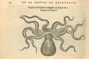 Pierre Belon (author) - La Pourpre (Octopus), 1553