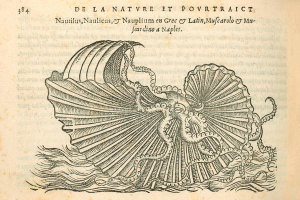 Pierre Belon (author) - Nautilus, 1553