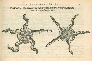 Pierre Belon (author) - Estoilles de mer (Starfish), 1553