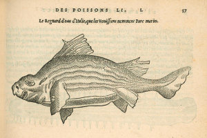 Pierre Belon (author) - Le Regnard d'eau d'Italie (Porco marino), 1553