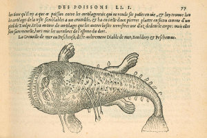 Pierre Belon (author) - La Pescheuse (Anglerfish), 1553