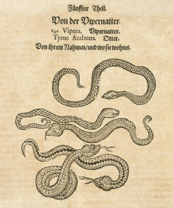 Conrad Gessner - Vipers (from Historia animalium, volume 5), 1587