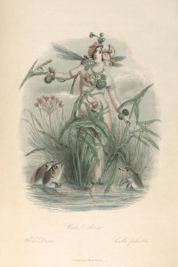 J.J. Grandville - The Flowers Personified:  Water Arrow (Calla palustris)