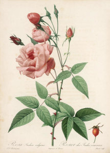 Pierre Joseph Redouté - Rosa Indica Vulgaris, 1817-1824