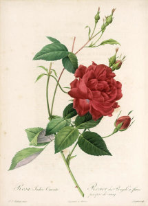 Pierre Joseph Redouté - Rosa Indica Cruenta, 1817-1824