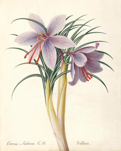 Mary Parker, Countess of Macclesfield -  Saffron | Saffron crocus (Crocus sativus), ca. 1760