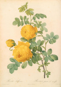 Pierre Joseph Redouté - Saffron rose (Rosa hemisphaerica), 1817-1824