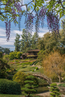 Martha Benedict - Japanese Garden with Wisteria, Huntington Botanical Gardens