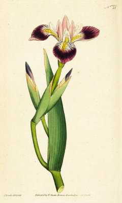 James Sowerby - Iris Versicolor. Particoloured Iris, 1787
