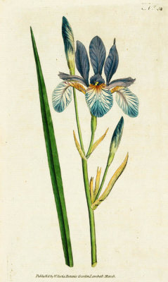 James Sowerby - Iris Sibirica. Siberian Iris, 1788