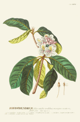 Georg Dionysius Ehret - Rhododendrum, tab. LXVI, pub. 1750-1773