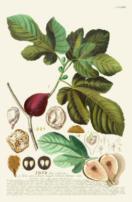 Georg Dionysius Ehret - Ficus, tab. LXXIII, pub. 1750-1773