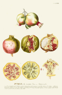 Georg Dionysius Ehret - Pomegranates, tab. LXXII, pub. 1750-1773