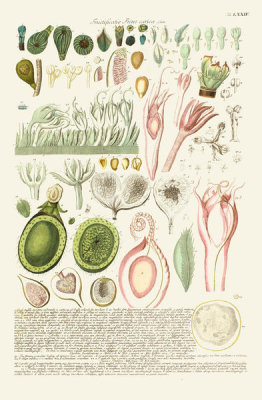 Georg Dionysius Ehret - Fructificatio Ficus carica, tab. LXXIV, pub. 1750-1773
