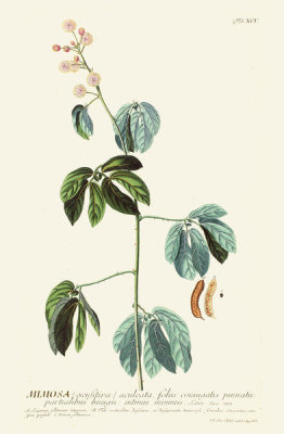 Georg Dionysius Ehret - Mimosa, tab. XCV, pub. 1750-1773