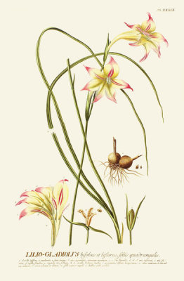 Georg Dionysius Ehret - Lilio-Gladiolus, tab. XXXIX, pub. 1750-1773