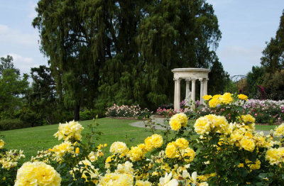 Lisa Blackburn - Rose Garden with ˋSparkle and Shineˊ Roses, Huntington Botanical Gardens
