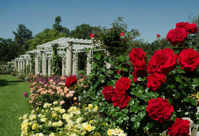 Lisa Blackburn - Rose Garden with ˋDrop Dead Redˊ Roses, Huntington Botanical Gardens