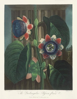 Robert John Thornton - The Quadrangular Passion Flower, 1803