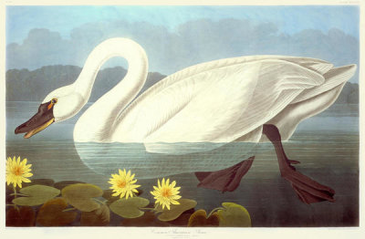 John James Audubon - Common American Swan, 1835 - 1838