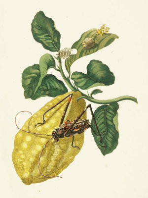 Maria Sibylla Merian - Citron with Monkey Slug Moth and Harlequin Beetle, 1705