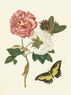 Maria Sibylla Merian - Confederate Rose with Androgeus Swallowtail Butterfly, 1705