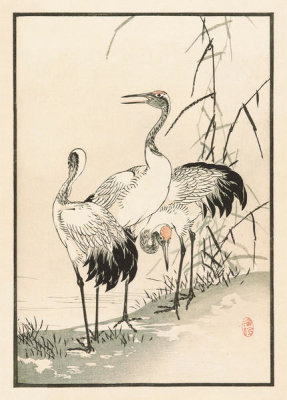 Kono Bairei - Bairei Picture Album of One Hundred Birds, plate 38, 1881- 1884