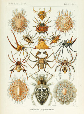 Ernst Haeckel - Epeira, 1904