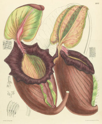 Matilda Smith - Nepenthes rajah, 1905