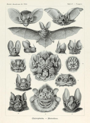 Ernst Haeckel - Vampyrus, 1904